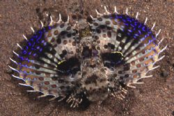 Fake eye spots on a juvenile Flying Gurnard by Richard Smith 
